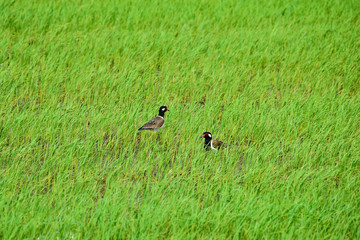 Two Red wattled lapwing woo each other in the rice field.