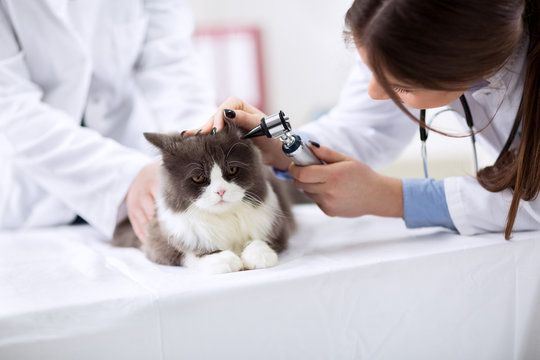 Cat in veterinarian clinic