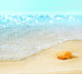 The shell on the seashore.