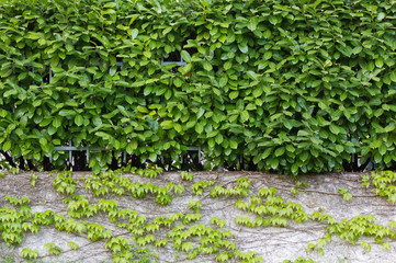 Hedge over an Ivy Covered Wall