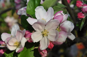 Fototapeta na wymiar Apfelblüten