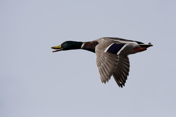 Obraz premium Mallard, Duck, Anas platyrhynchos