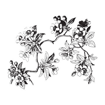 Botanical branches with leaves and flowers on white background.
