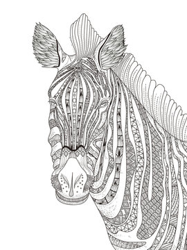 zebra adult coloring page