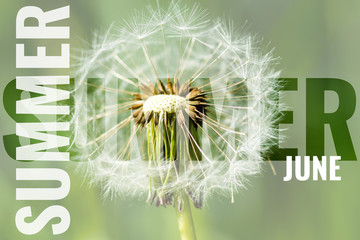 summer june postcard with white dandelion - obrazy, fototapety, plakaty