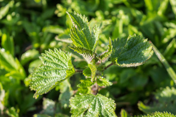 Young nettle in forest