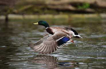 Mallard, Duck, Anas platyrhynchos