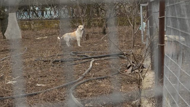 Dog Rejoicing Barks and Wags Its Tail About Leafless Trees in the Yard