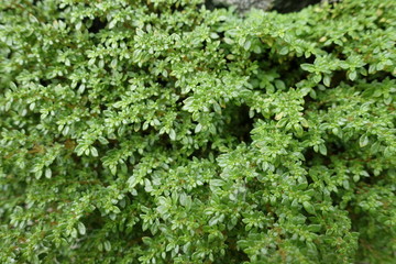 Green grass  texture