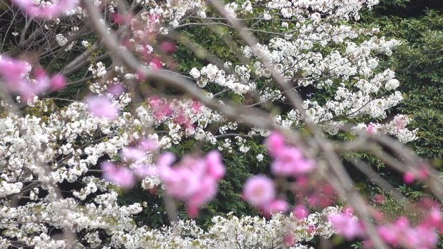 4K・染井吉野としだれ桜・ピン送り_4-170