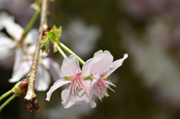 Beautiful Cherry blossom