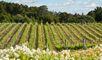Wijngaard in Nieuw-Zeeland