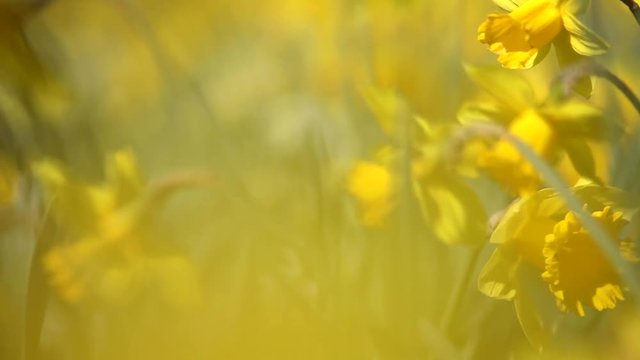 This video is about Spring Daffodil Meadow