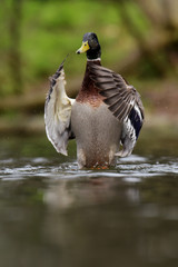 Mallard, Duck, Anas platyrhynchos