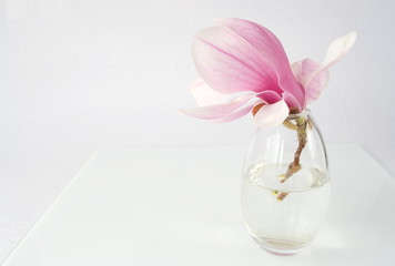 Obraz premium Magnolie in einer Vase