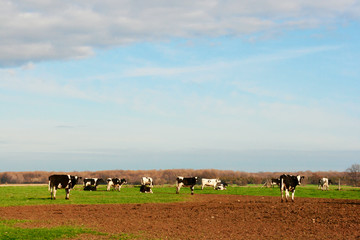Cows at the Meadow