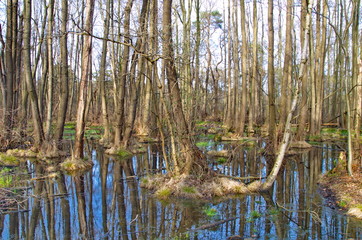 Ribnitzer Großes Moor bei Graal-Müritz