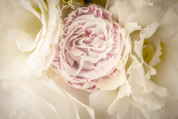 Tender flowers background close-up