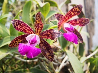 Thai beautiful orchid flower