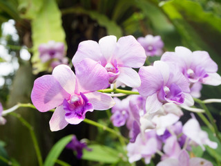 Naklejka na ściany i meble Thai beautiful orchid flower