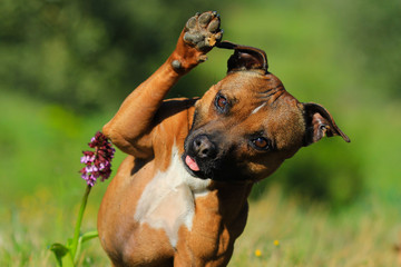 Staffordshire bull terrier