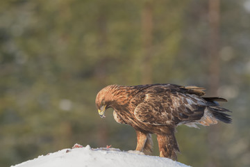 Golden eagle eating a racoon carcass
