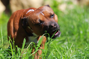Staffordshire bull terrier