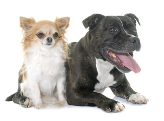 stafforshire bull terrier and chihuahua