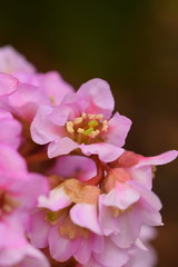 ヒマラヤユキノシタの花
