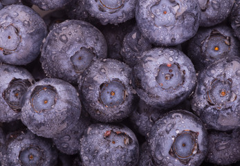 Freshly picked blueberries