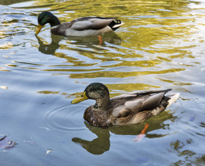 Wild ducks swimming in the pond