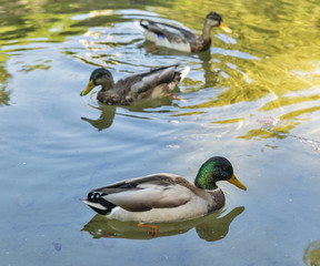 Wild ducks swimming in the pond