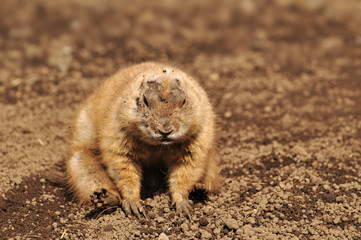 プレーリードッグ