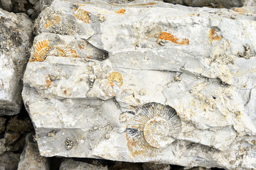 Ammonite fossil