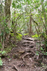 trekking path in the laurel forest, gomera