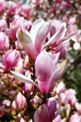 Fototapeta na wymiar Tulpen-Magnolie (Magnolia × soulangeana) 