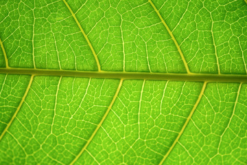 Green Leaf