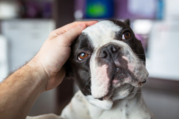 French bulldog at home