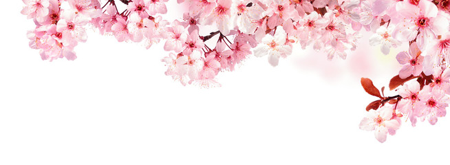 Verträumte Kirschblüten als Bordüre auf weißem Hintergrund - obrazy, fototapety, plakaty