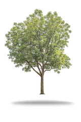 Obraz premium tree isolated on white