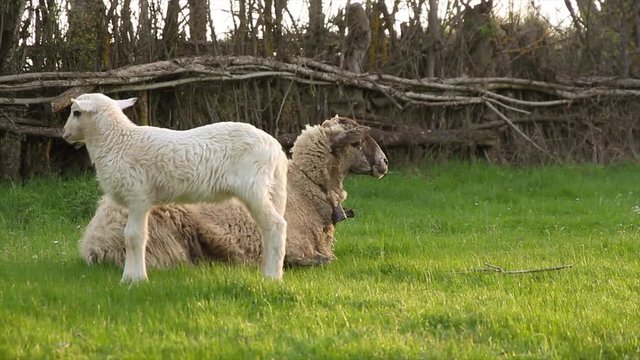 Cordero brincando al lado de su madre la oveja
