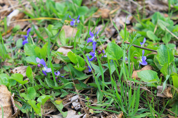 Wild violets 