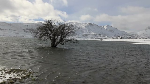  Arbol Solitario Inundado en Lago rodeado de Monta&ntilde;as Nevadas

