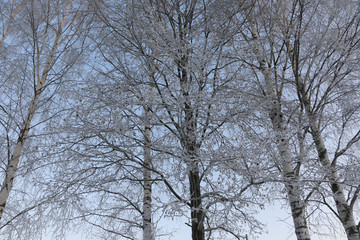 Fototapeta na wymiar Trees in cold winter day and snow