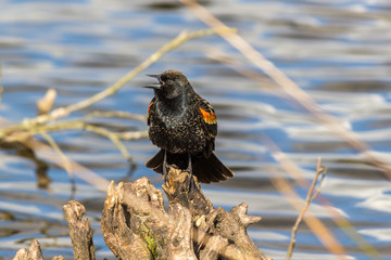 Red-winged Blackbird on a tree