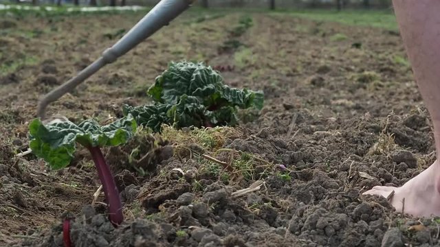 Collective farmer barefoot on the plowed ground with a cloth around the newly planted beet sprouts. 