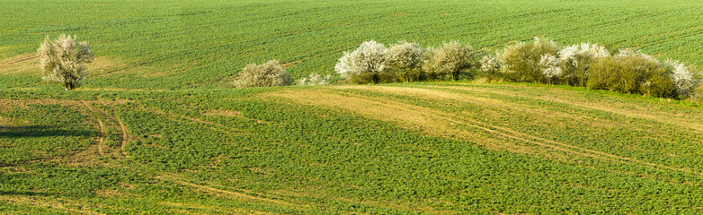 wiosenne pole   © Mike Mareen
