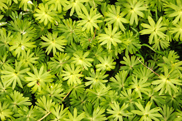 Green leaves texture