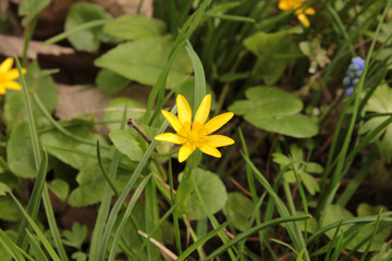 many flowers on spring meadow