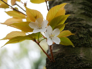 Prunus Verecunda
